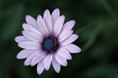 Close-up of purple daisy