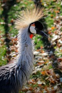 Close-up of bird