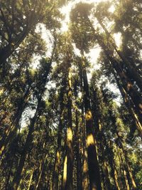 Low angle view of bamboo trees in forest