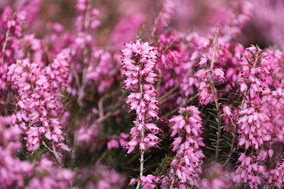 Close-up of purple wildflowers