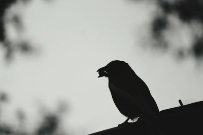 Low angle view of bird perching against sky
