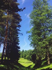 Trees on field against sky