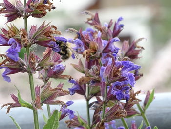 Close-up of bee pollinating flower