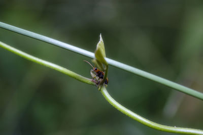 Close-up of insect on leaf