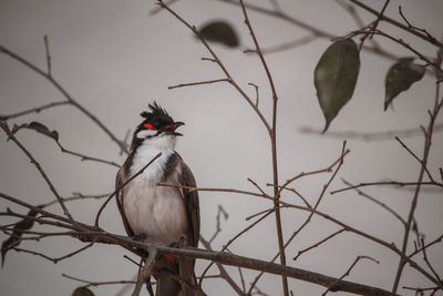 Low angle view of bird perching on branch