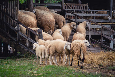 Sheep grazing in a field