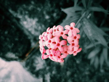 Close-up of pink rose flower