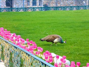 Duck on a field