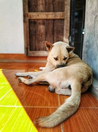 Dog resting on floor at home