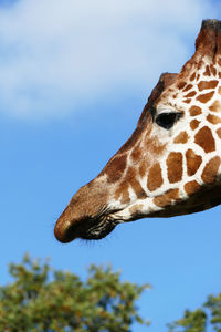 Close-up of giraffe