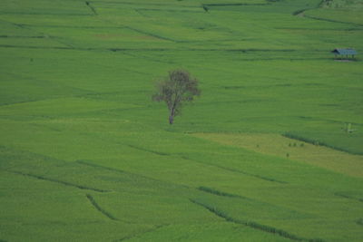 Scenic view of agricultural field