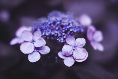 Close-up of purple flowers