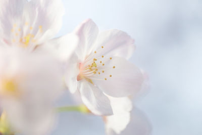 Close-up of white flowers against sky