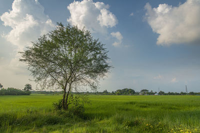 Paddy field at khulna, bangladesh.