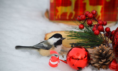 Close-up of bird perching on table