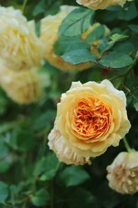 Close-up of rose blooming outdoors