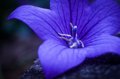 Close-up of purple flower blooming outdoors