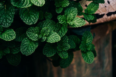 Full frame shot of green leaves