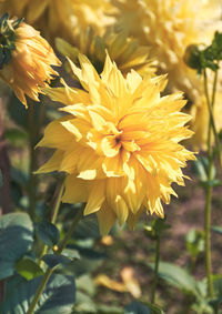 Close-up of yellow flowering plant