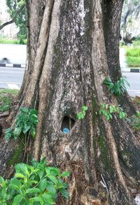 Close-up of tree trunk