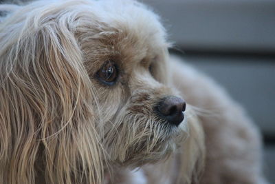 Close-up of dog looking away