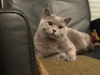 Close-up portrait of a cat