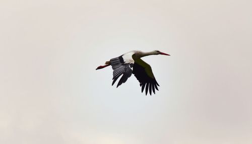 Low angle view of stork flying against clear sky