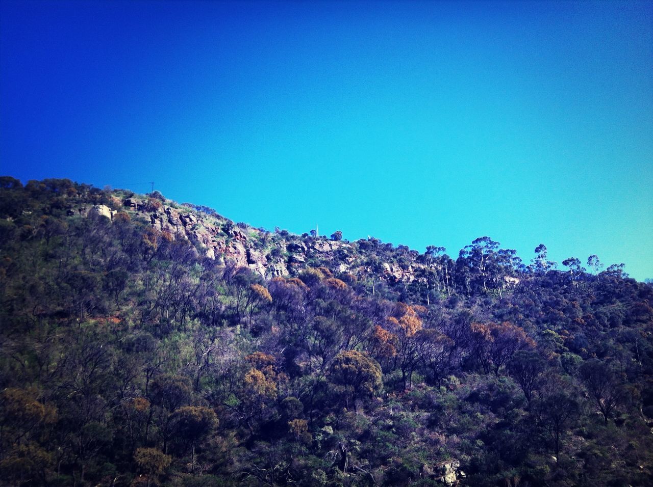 clear sky, blue, tree, copy space, tranquility, tranquil scene, beauty in nature, scenics, nature, low angle view, growth, mountain, landscape, non-urban scene, idyllic, outdoors, no people, day, sky, sunlight