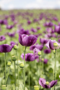 Close-up of purple flowering plants on land