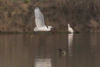 Bird flying over lake