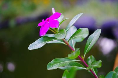 Close-up of pink flowering plant