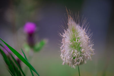 Close-up of thistle flower