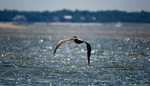 Bird flying over a water