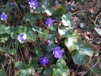 Close-up of purple flowers