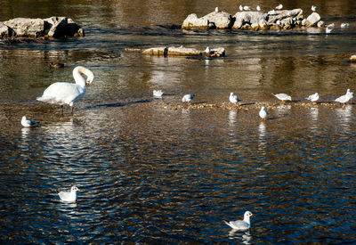 Swans swimming in lake