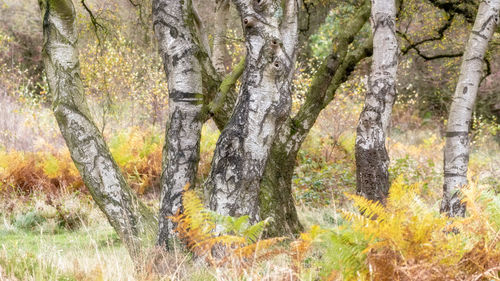 Pine trees in forest