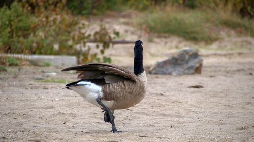 Side view of a geese on sand