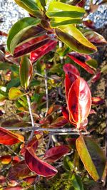 Close-up of red flowers