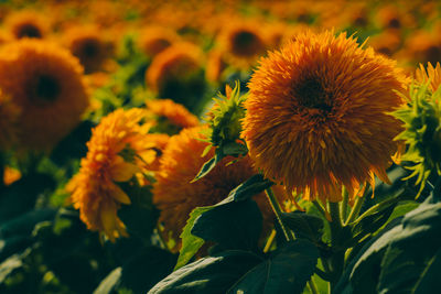 Close-up of yellow flowering plant