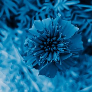 High angle view of blue flowering plant