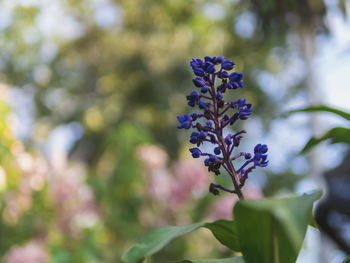 Close-up of purple flowering plant