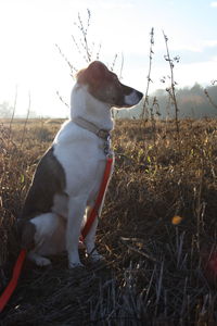 Close-up of dog sitting on field