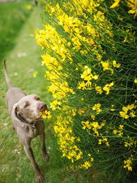 View of a dog on yellow flower