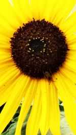 Close-up of sunflower blooming outdoors