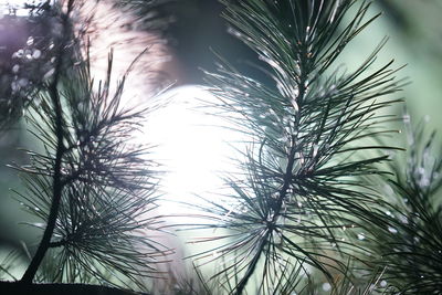 Low angle view of fresh plants against sky