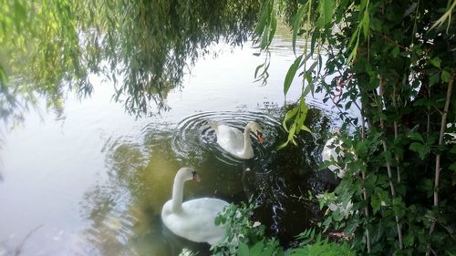 Close-up of swan swimming in lake