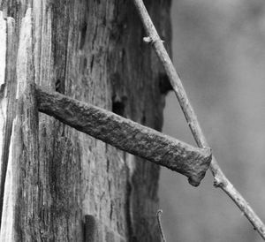 Close-up of wood