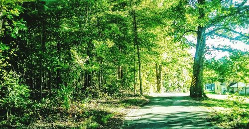 Footpath in forest