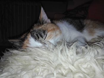 Close-up of cat sleeping on bed