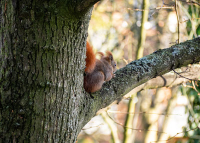 Squirrel on tree trunk